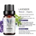 Essential Oil 10ml Essential Oil 10ml